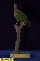 藏品(翠翼鳩)的圖片